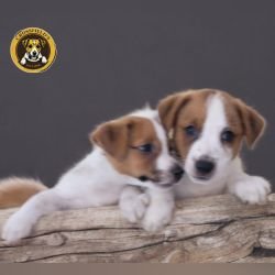 DogsIndia.com - Jack Russell Terrier - Crossfields - Easwaramoorthy