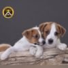 DogsIndia.com - Jack Russell Terrier - Crossfields - Easwaramoorthy