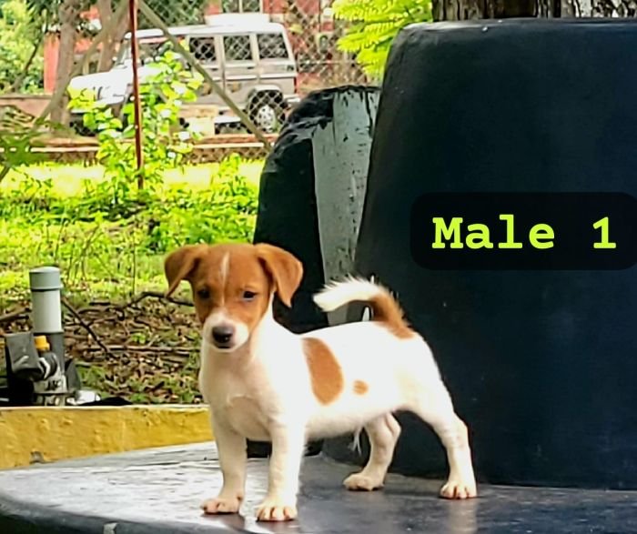 DogsIndia.com Jack Russell Terrier Crossfields