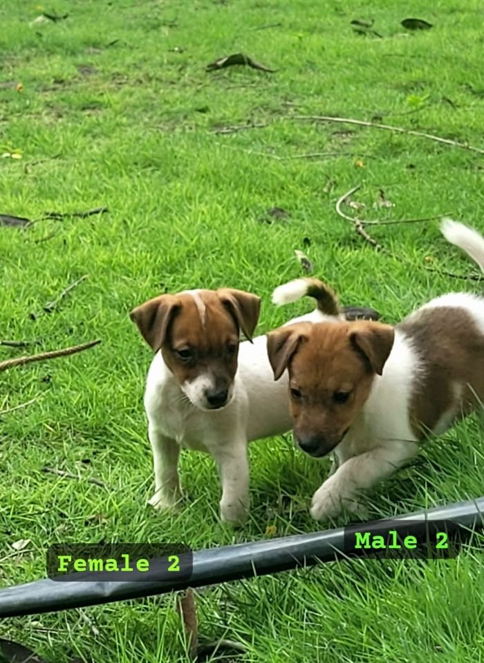 DogsIndia.com Jack Russell Terrier Crossfields