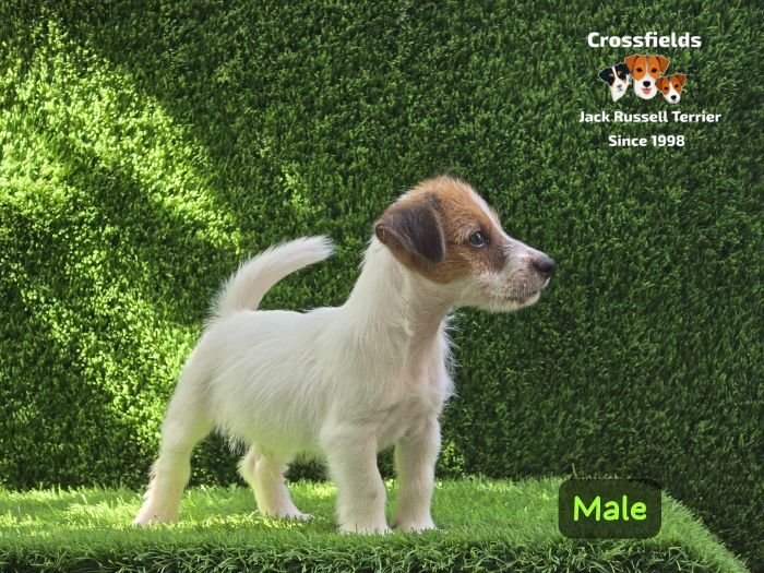 DogsIndia.com - Jack Russell Terrier - Crossfields