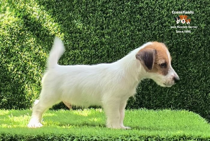 DogsIndia.com - Jack Russell Terrier - Crossfields