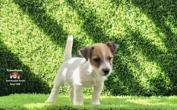 DogsIndia.com - Jack Russell Terrier - Crossfields