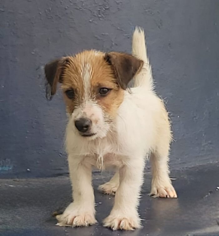 DogsIndia.com - Jack Russell Terrier - Crossfields