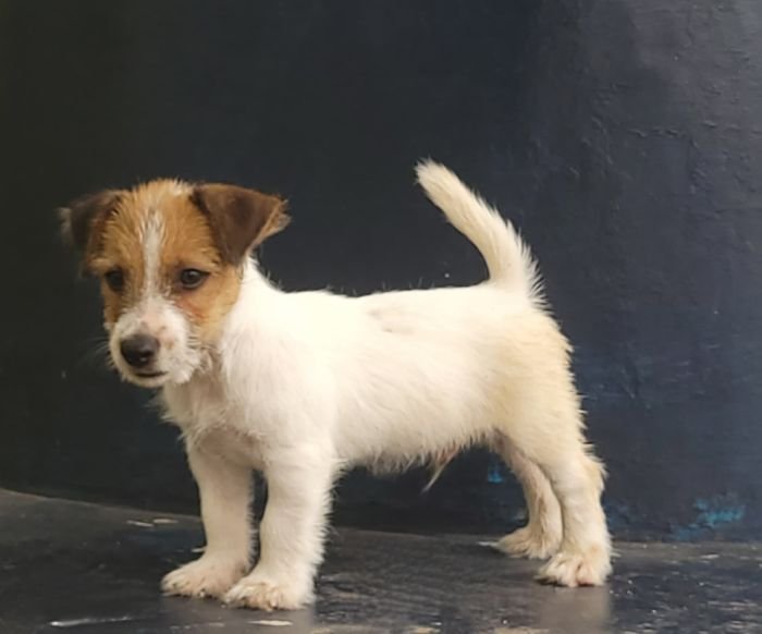 DogsIndia.com - Jack Russell Terrier - Crossfields