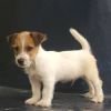 DogsIndia.com - Jack Russell Terrier - Crossfields