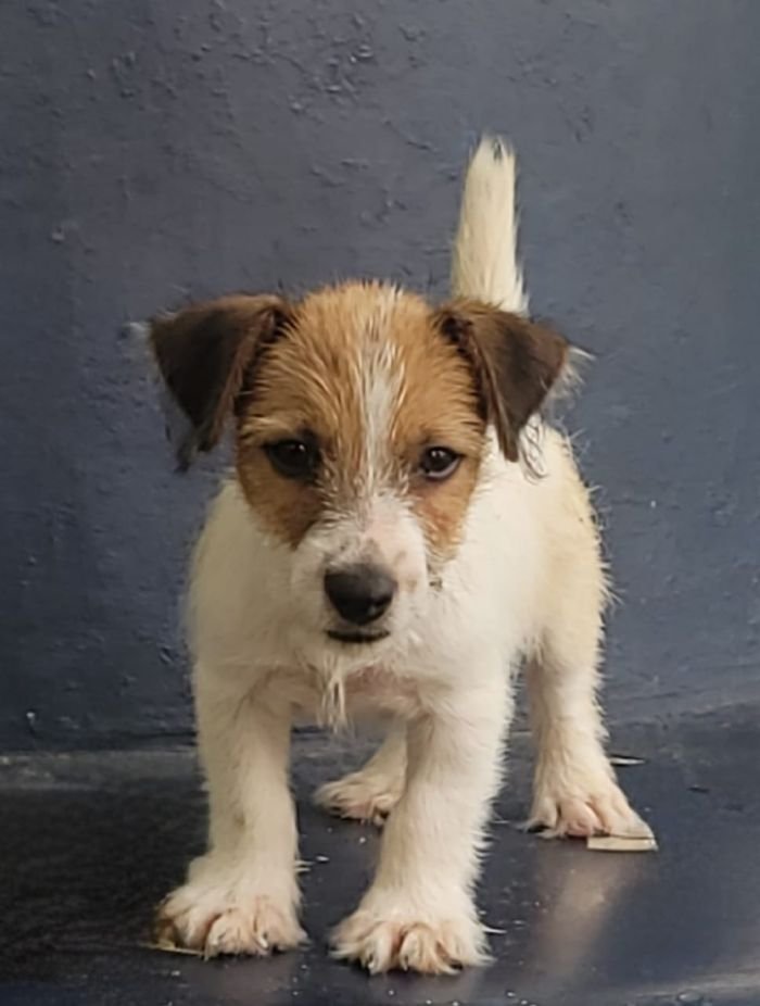 DogsIndia.com - Jack Russell Terrier - Crossfields