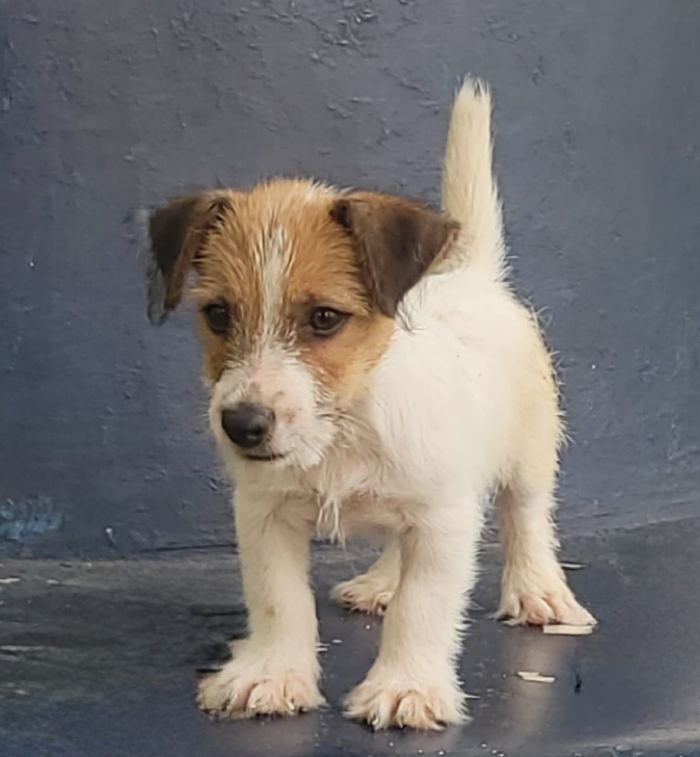 DogsIndia.com - Jack Russell Terrier - Crossfields