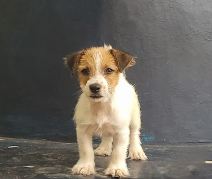 DogsIndia.com - Jack Russell Terrier - Crossfields