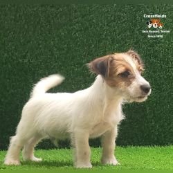 DogsIndia.com - Jack Russell Terrier - Crossfields