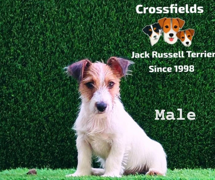 DogsIndia.com - Jack Russell Terrier - Crossfields