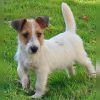DogsIndia.com - Jack Russell Terrier - Crossfields