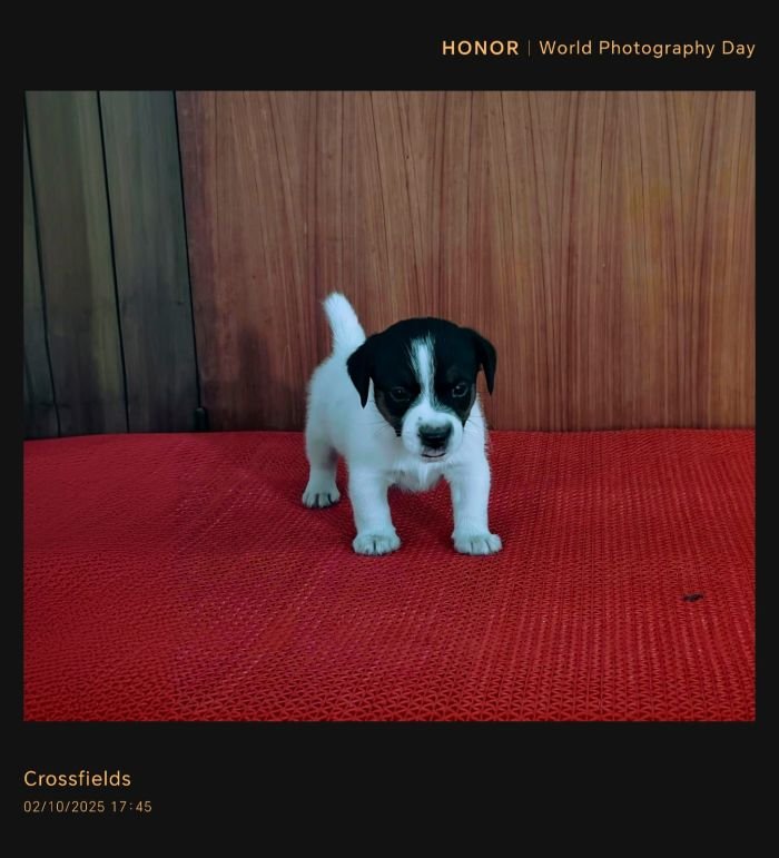 DogsIndia.com Jack Russell Terrier Crossfields
