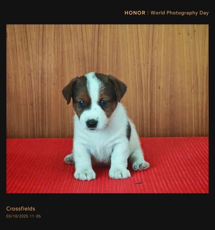 DogsIndia.com Jack Russell Terrier Crossfields