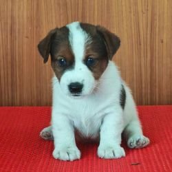 DogsIndia.com Jack Russell Terrier Crossfields