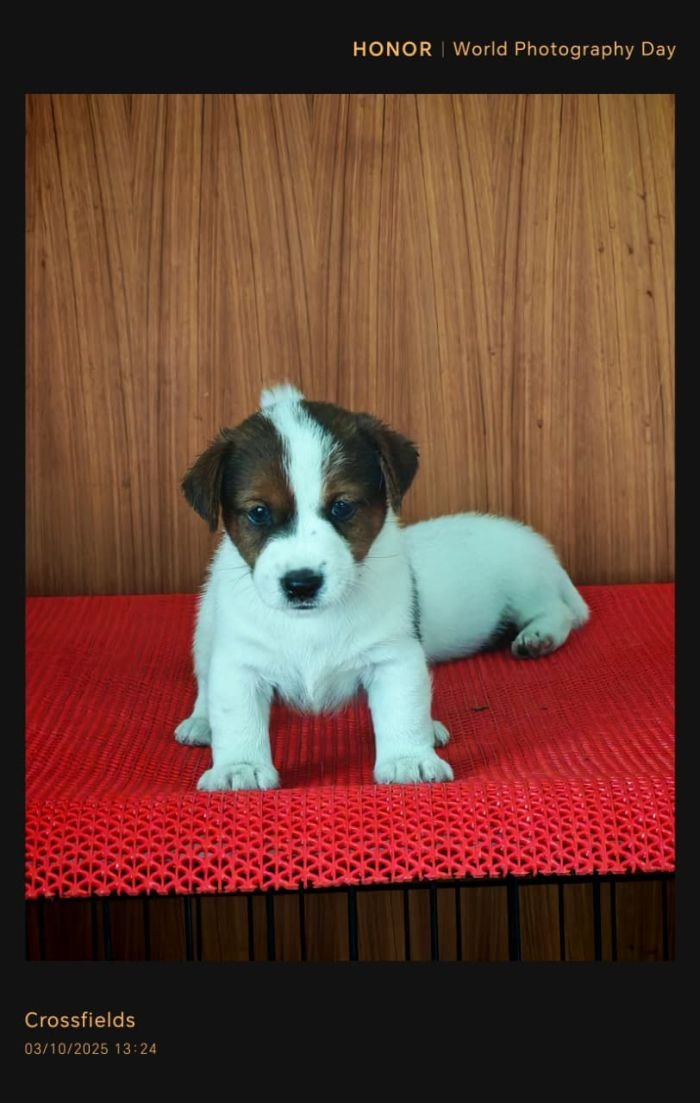 DogsIndia.com Jack Russell Terrier Crossfields