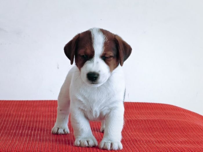 DogsIndia.com Jack Russell Terrier Crossfields