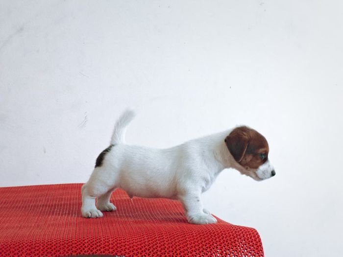 DogsIndia.com Jack Russell Terrier Crossfields