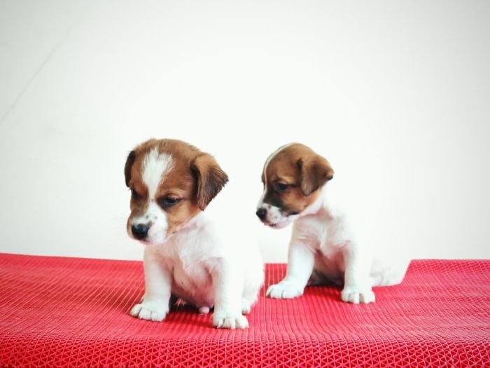 DogsIndia.com Jack Russell Terrier Crossfields