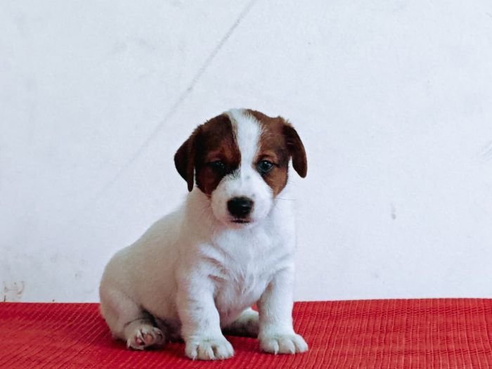 DogsIndia.com Jack Russell Terrier Crossfields