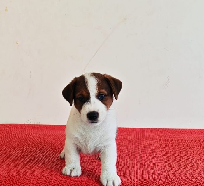 DogsIndia.com Jack Russell Terrier Crossfields