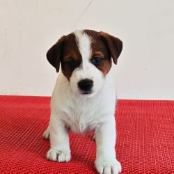 DogsIndia.com Jack Russell Terrier Crossfields