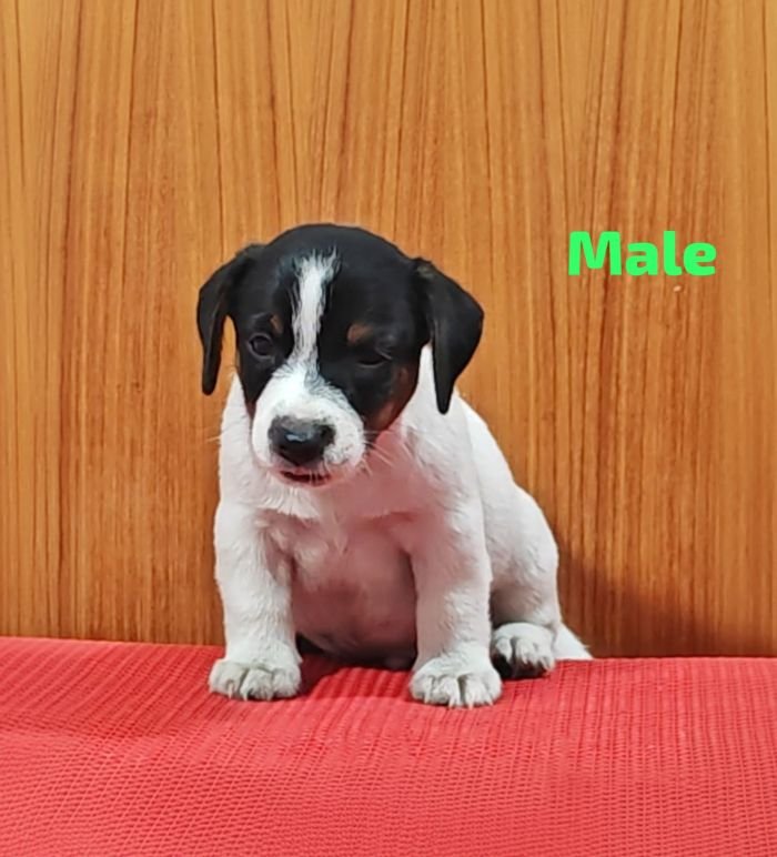DogsIndia.com Jack Russell Terrier Crossfields