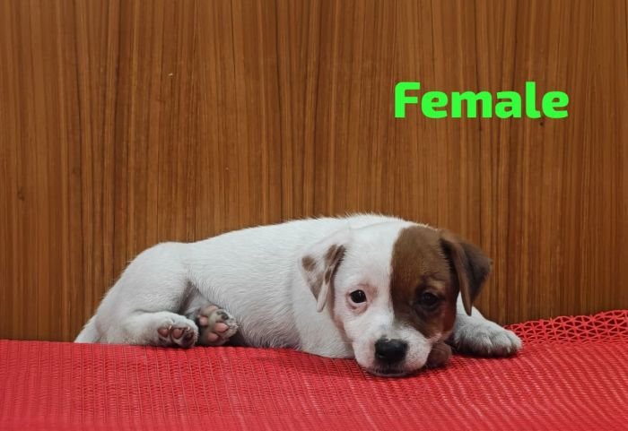 DogsIndia.com Jack Russell Terrier Crossfields