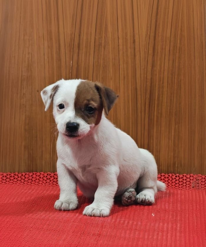 DogsIndia.com Jack Russell Terrier Crossfields