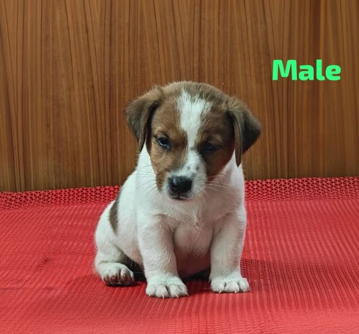 DogsIndia.com Jack Russell Terrier Crossfields