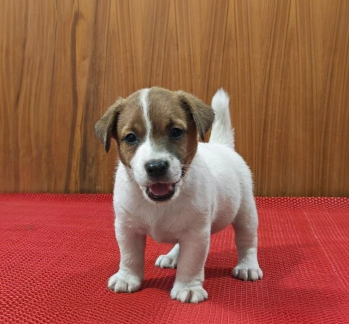 DogsIndia.com Jack Russell Terrier Crossfields