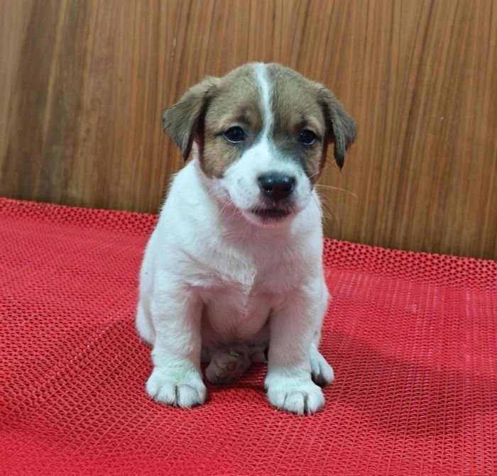 DogsIndia.com Jack Russell Terrier Crossfields