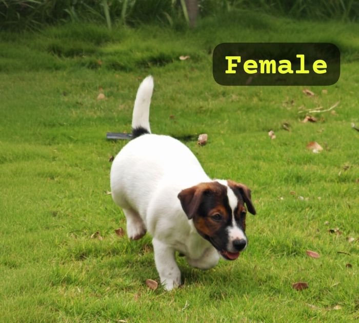 DogsIndia.com Jack Russell Terrier Crossfields