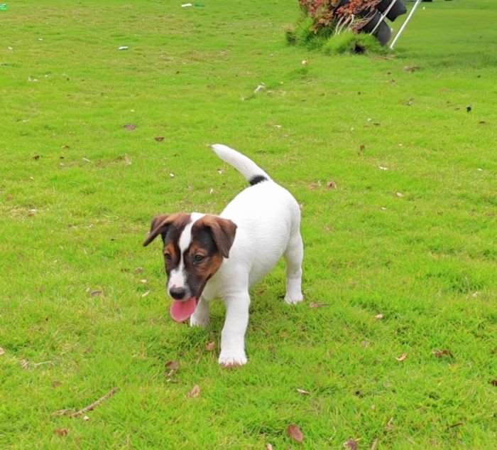 DogsIndia.com Jack Russell Terrier Crossfields