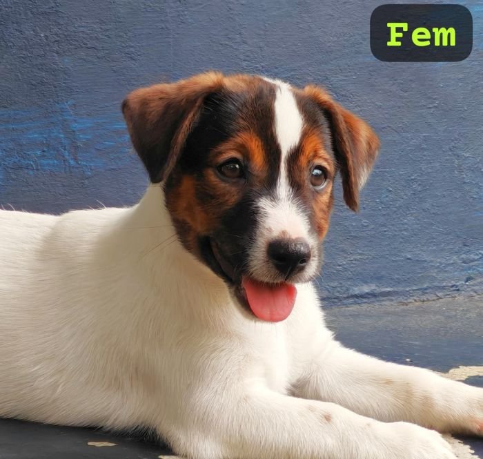DogsIndia.com Jack Russell Terrier Crossfields
