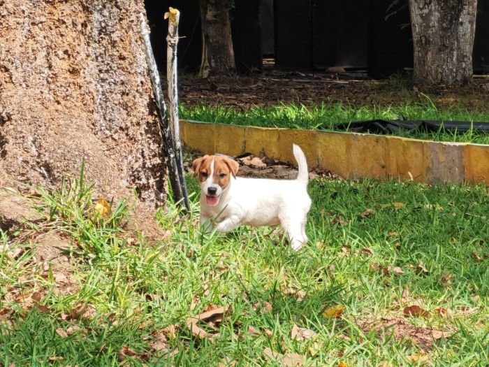 DogsIndia.com Jack Russell Terrier Crossfields