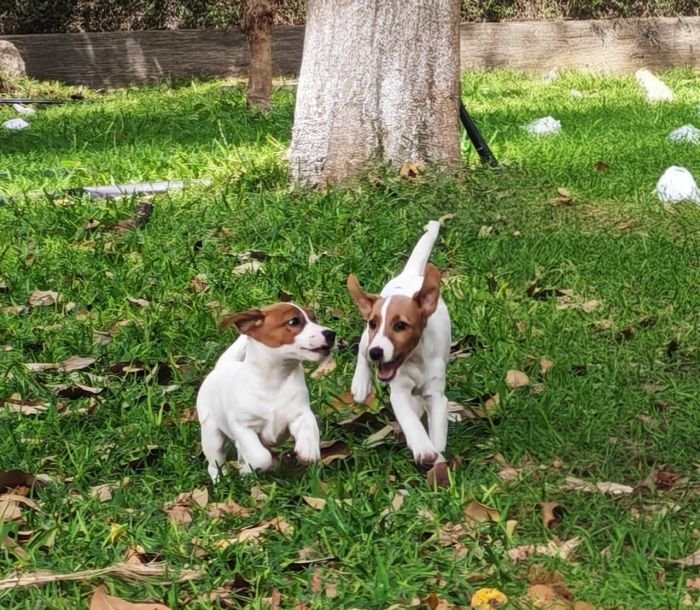 DogsIndia.com Jack Russell Terrier Crossfields