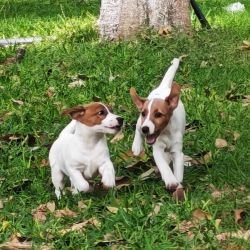 DogsIndia.com Jack Russell Terrier Crossfields