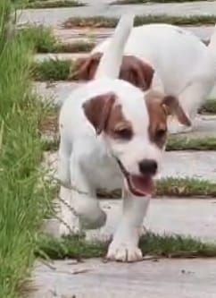 DogsIndia.com Jack Russell Terrier Crossfields
