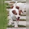 DogsIndia.com Jack Russell Terrier Crossfields