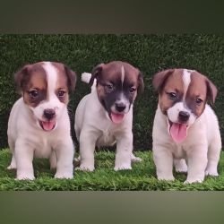 DogsIndia.com - Jack Russell Terrier - Crossfields - Easwaramoorthy