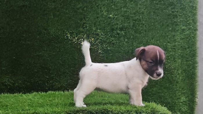 DogsIndia.com - Jack Russell Terrier - Crossfields - Easwaramoorthy