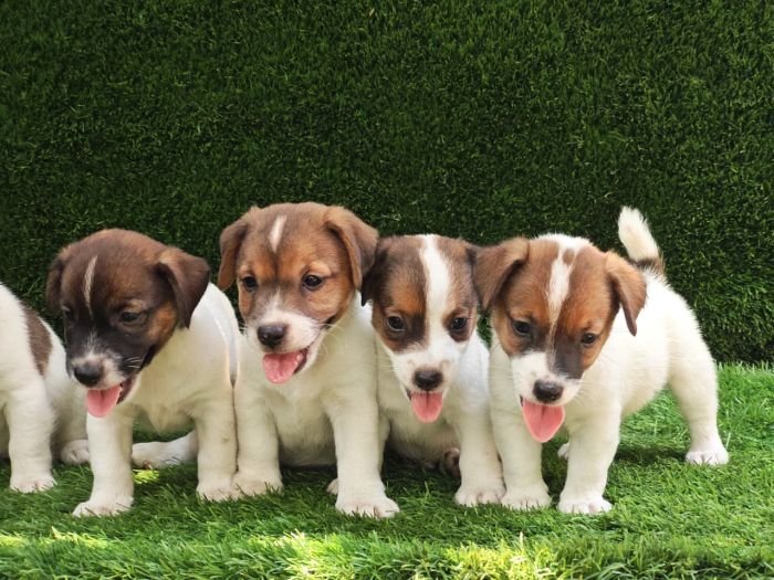 DogsIndia.com - Jack Russell Terrier - Crossfields - Easwaramoorthy