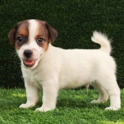 DogsIndia.com - Jack Russell Terrier - Crossfields - Easwaramoorthy