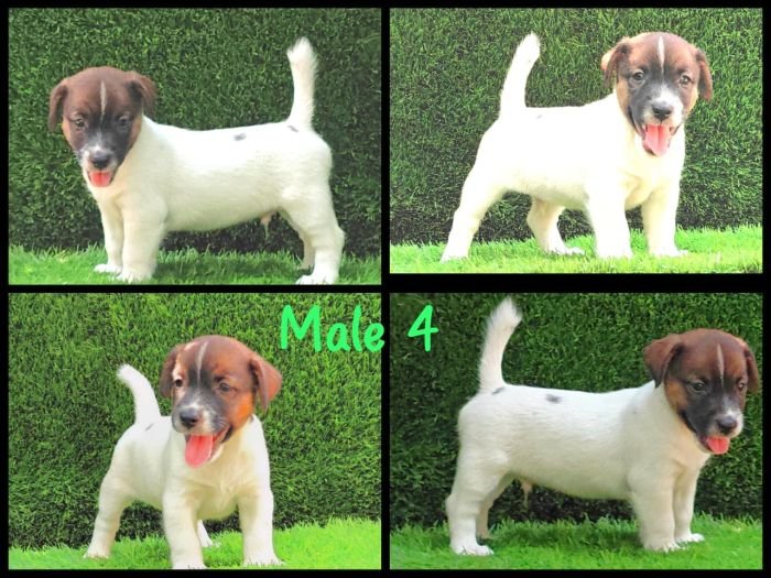 DogsIndia.com - Jack Russell Terrier - Crossfields - Easwaramoorthy