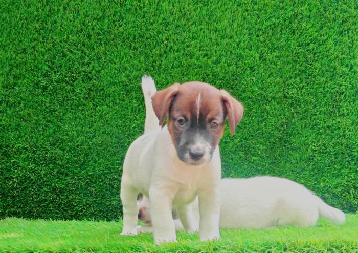DogsIndia.com - Jack Russell Terrier - Crossfields - Easwaramoorthy