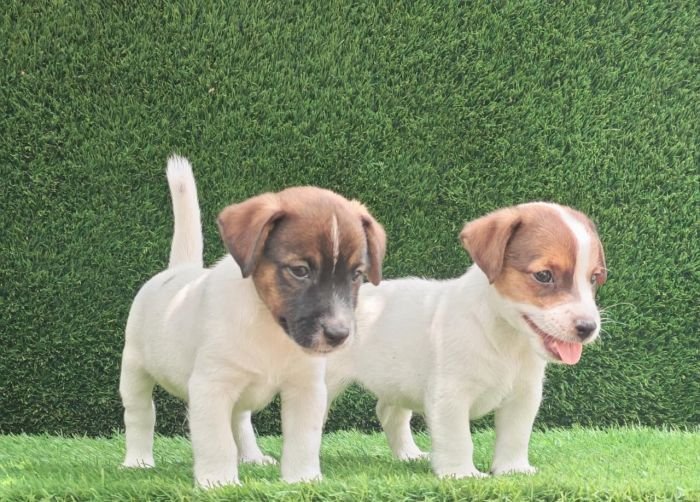 DogsIndia.com - Jack Russell Terrier - Crossfields - Easwaramoorthy