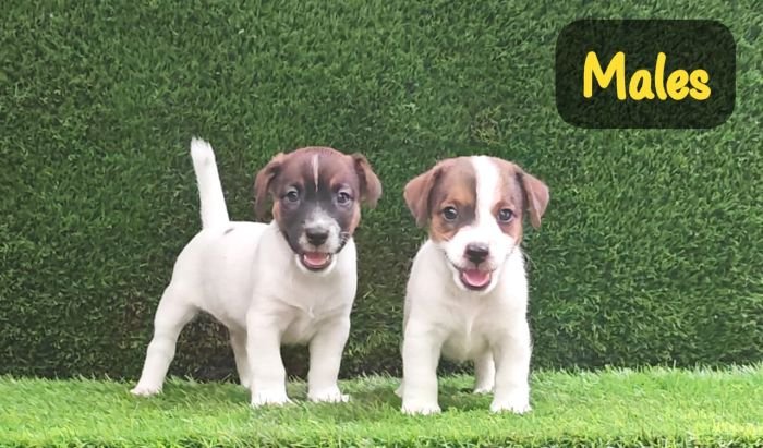 DogsIndia.com - Jack Russell Terrier - Crossfields - Easwaramoorthy