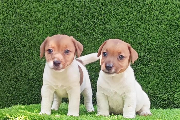 DogsIndia.com - Jack Russell Terrier - Crossfields - Easwaramoorthy