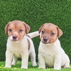 DogsIndia.com - Jack Russell Terrier - Crossfields - Easwaramoorthy